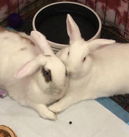 Trixie & Trinket (bonded pair), Adoptable, Young Male Bunny Rabbit.
