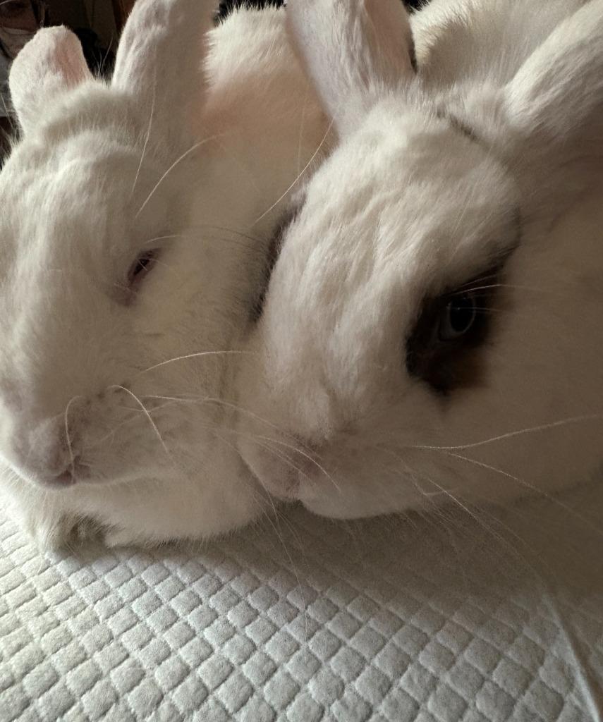 Trixie & Trinket (bonded pair), a Adoptable Bunny Rabbit in Scotts Valley, CA image 2/2