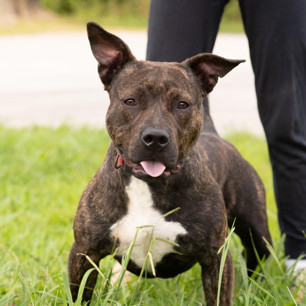 Enlarge Brody, a Adoptable Pit Bull Terrier in Dixon, KY image 1/1