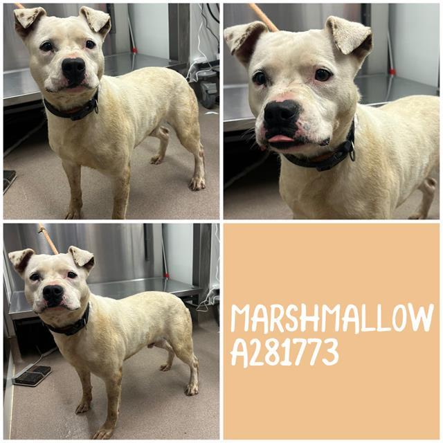Enlarge MARSHMALLOW, a Adoptable mixed breed in Macon, GA image 1/1