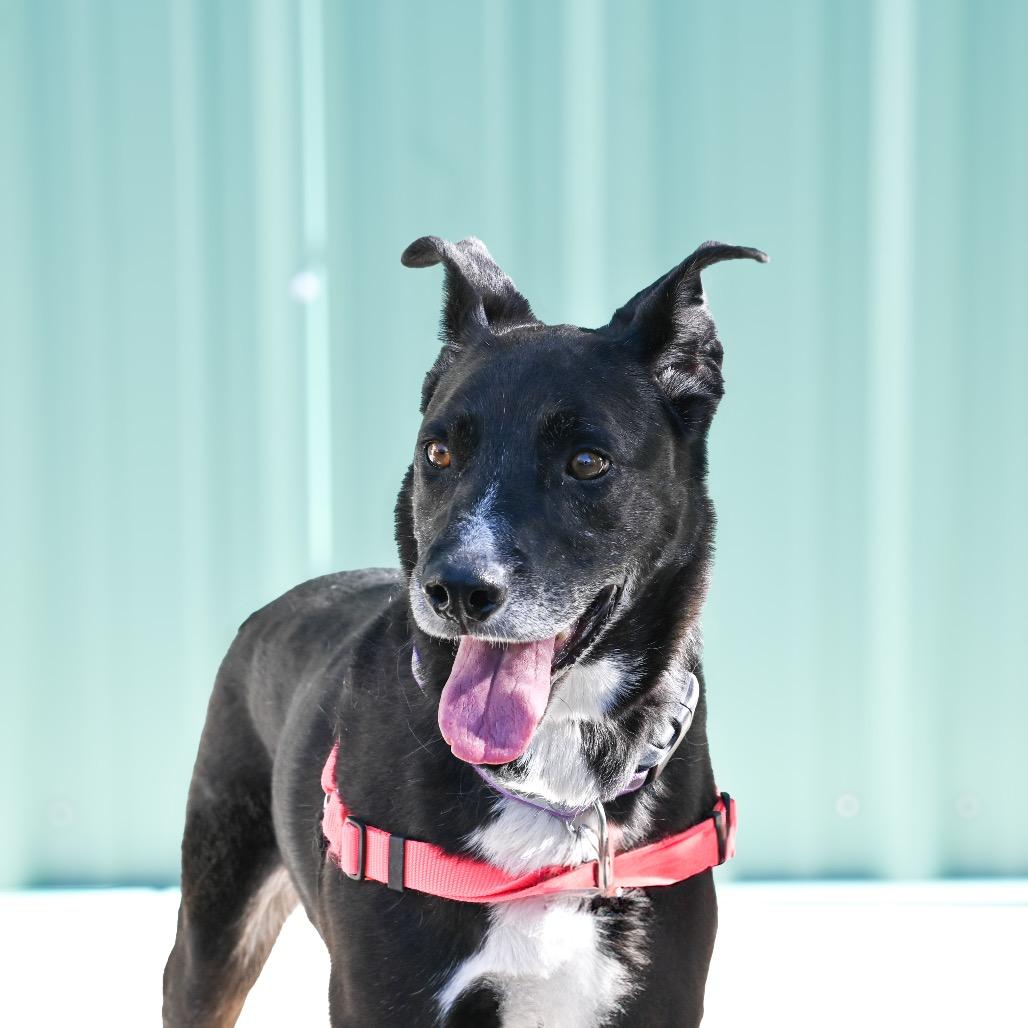 Enlarge Ginny, a Adoptable mixed breed in Albuquerque, NM image 1/6
