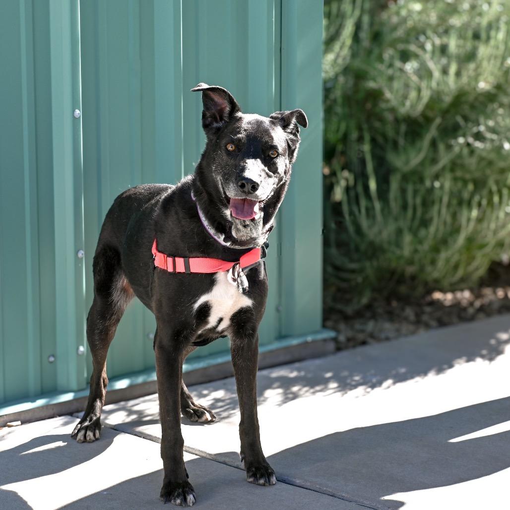 Enlarge Ginny, a Adoptable mixed breed in Albuquerque, NM image 2/6