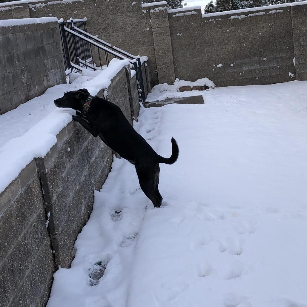 Enlarge Ginny, a Adoptable mixed breed in Albuquerque, NM image 4/6