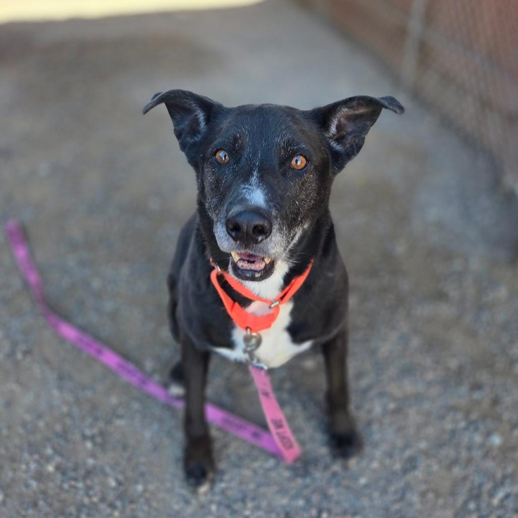 Enlarge Ginny, a Adoptable mixed breed in Albuquerque, NM image 5/6