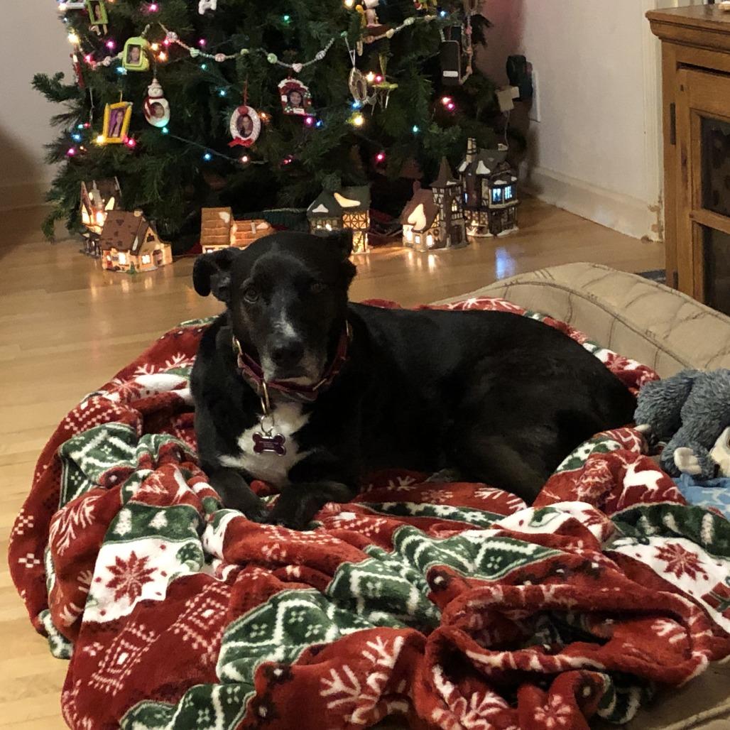 Enlarge Ginny, a Adoptable mixed breed in Albuquerque, NM image 6/6