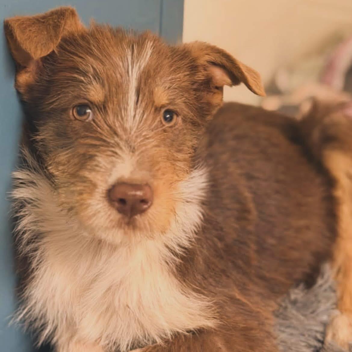 Thalia, ADOPTABLE, Puppy Female Australian Shepherd & Aussiedoodle.