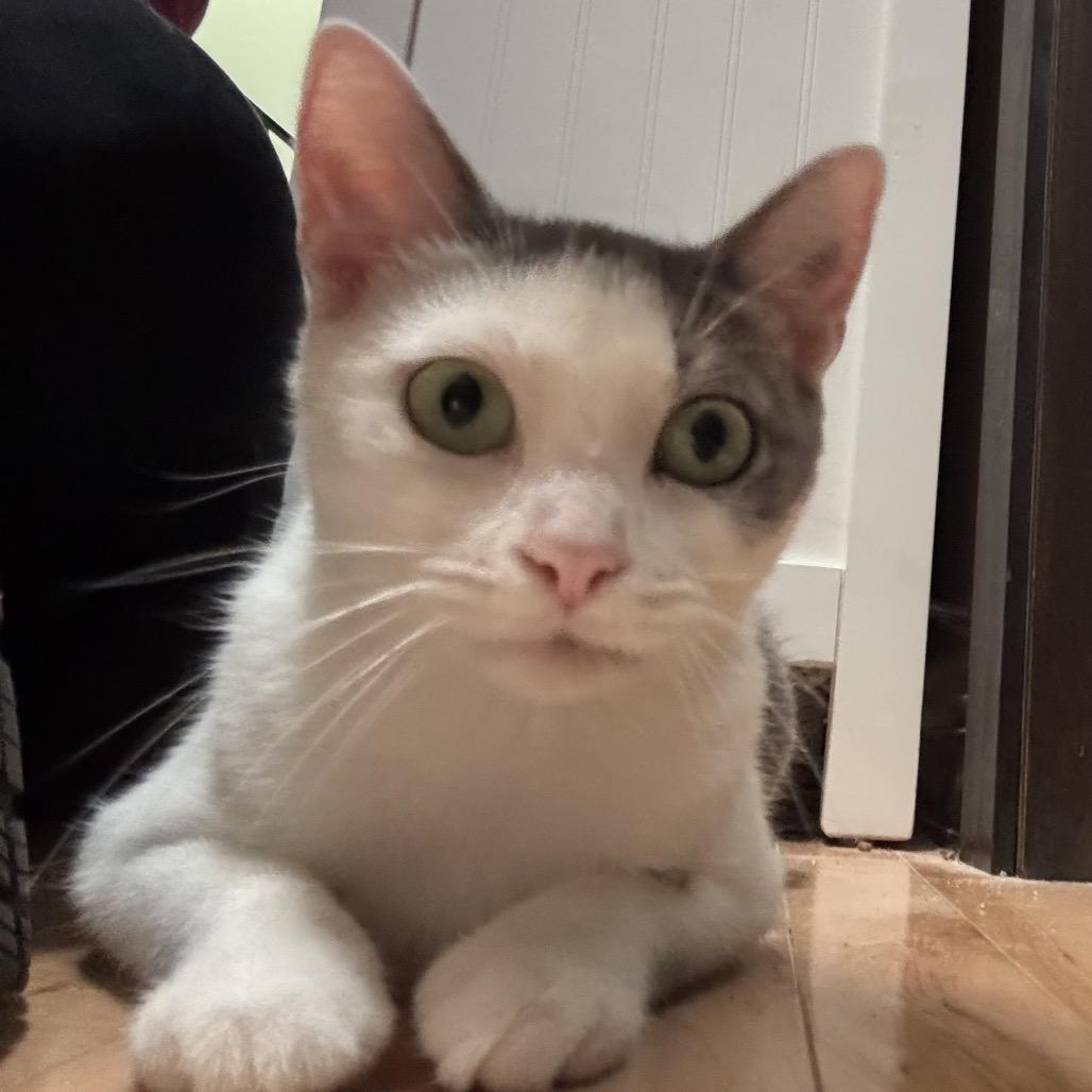 Kiwi, a Adoptable Domestic Short Hair image 1/4