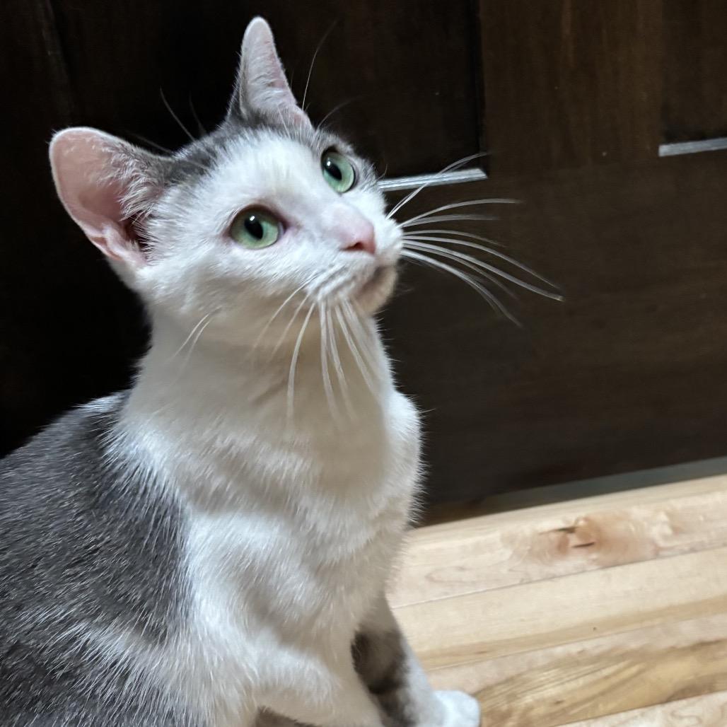 Kiwi, a Adoptable Domestic Short Hair image 2/4