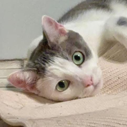 Enlarge Kiwi, a Adoptable Domestic Short Hair in Zimmerman, MN image 2/4