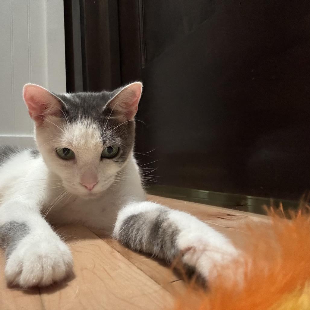 Kiwi, a Adoptable Domestic Short Hair image 3/4