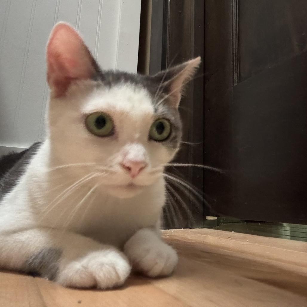 Kiwi, a Adoptable Domestic Short Hair image 4/4