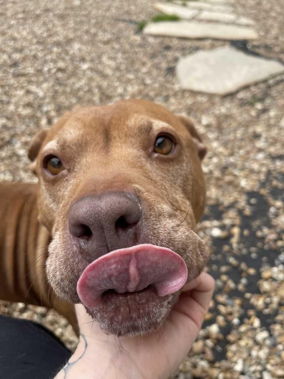 Enlarge Luna, a Adoptable Pit Bull Terrier in Saint Charles, MO image 4/4