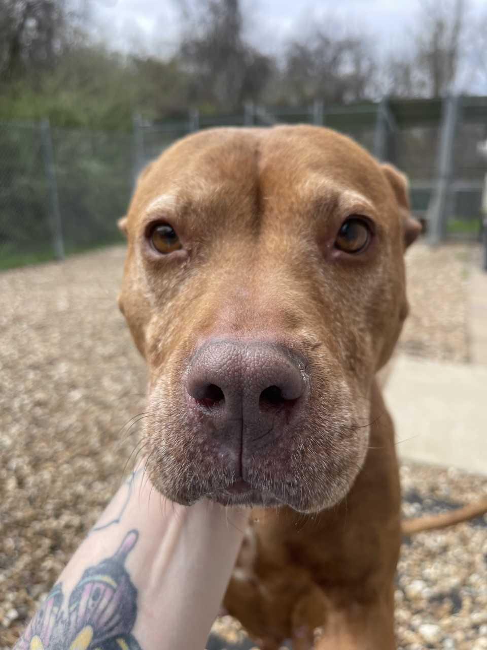 Enlarge Luna, a Adoptable Pit Bull Terrier in Saint Charles, MO image 1/4