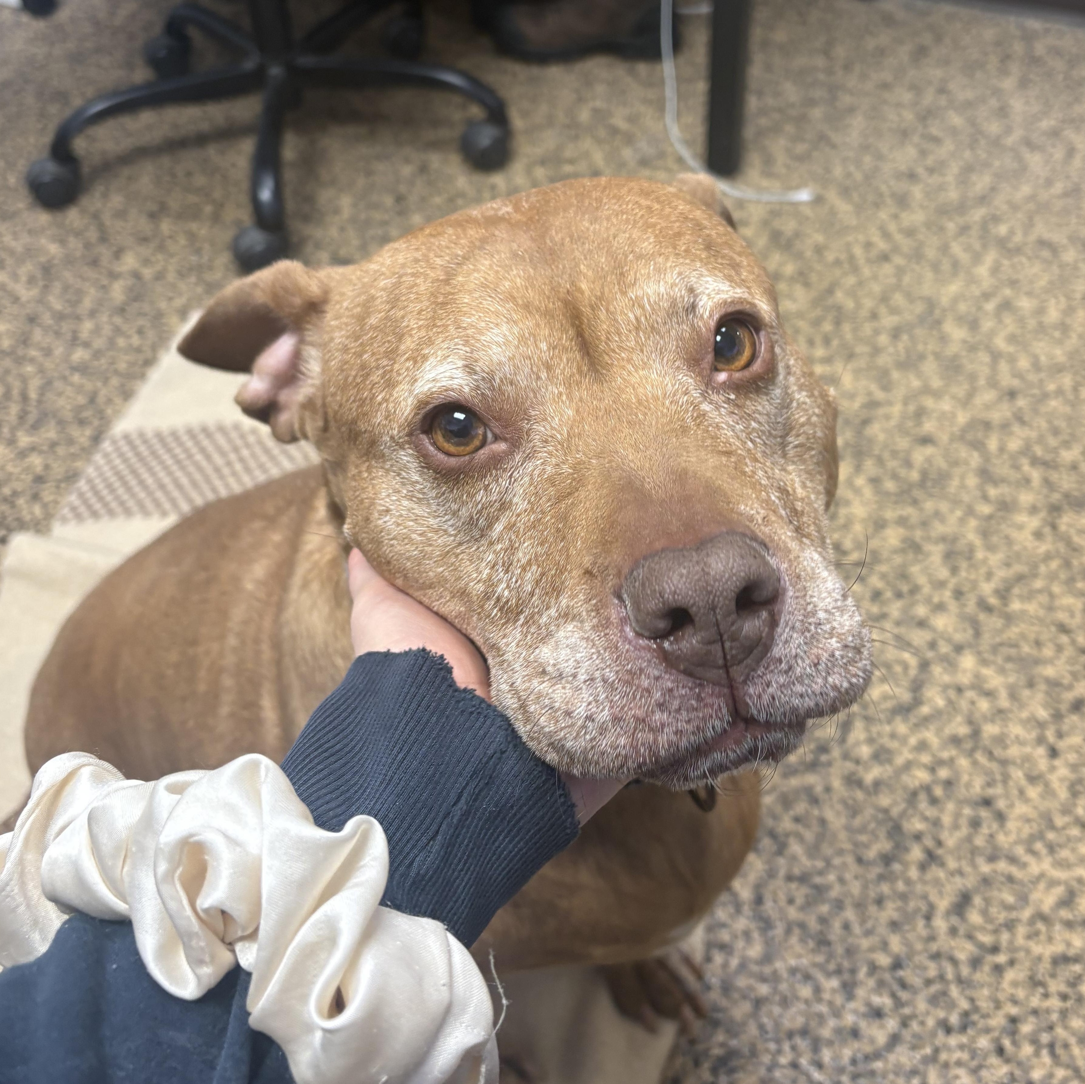 Enlarge Luna, a Adoptable Pit Bull Terrier in Saint Charles, MO image 2/4