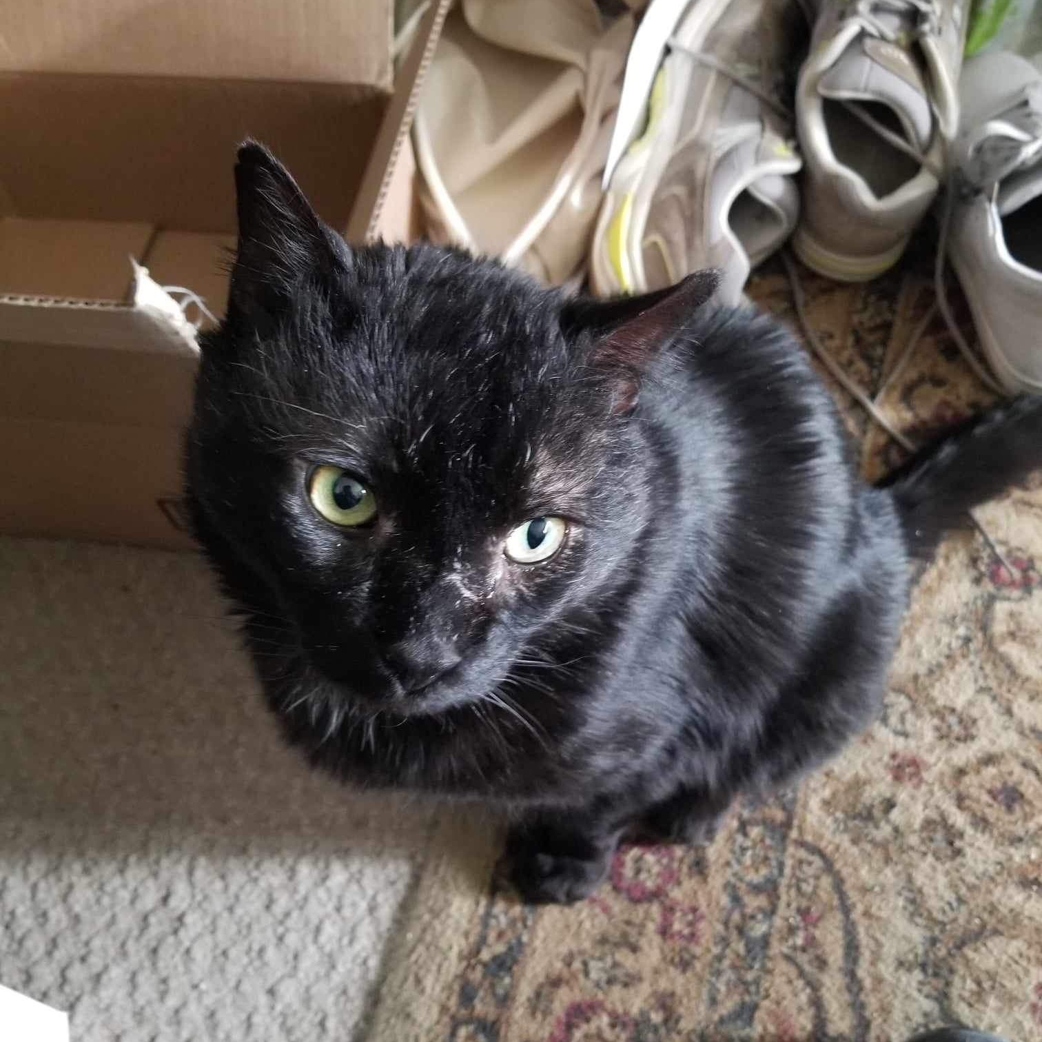 Thomas, a Adoptable Domestic Short Hair in Manchester, CT image 1/5