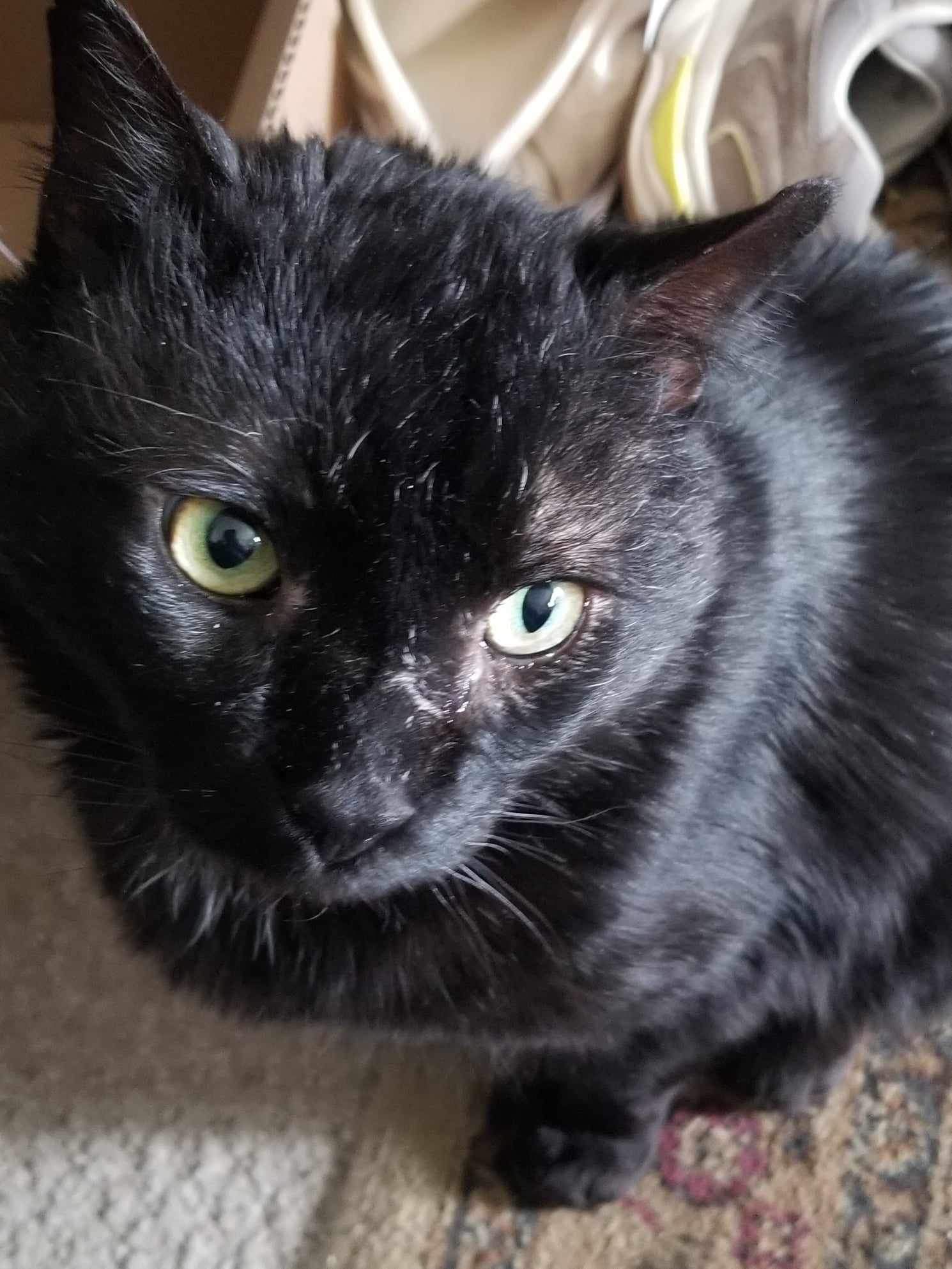 Thomas, a Adoptable Domestic Short Hair in Manchester, CT image 4/5