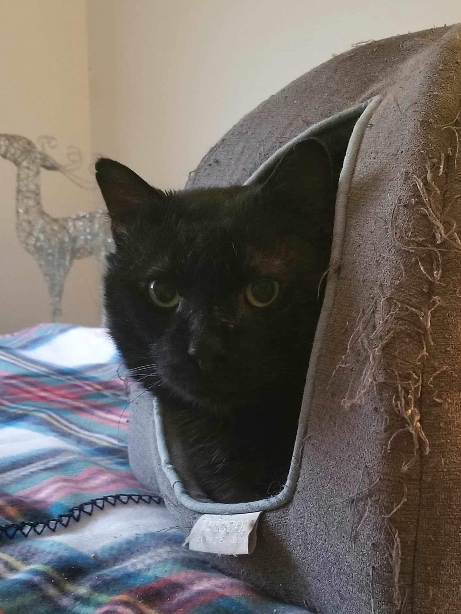 Thomas, a Adoptable Domestic Short Hair in Manchester, CT image 2/5