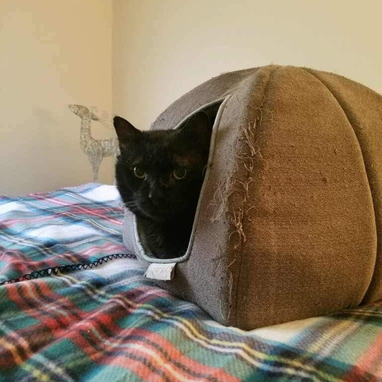 Thomas, a Adoptable Domestic Short Hair in Manchester, CT image 5/5