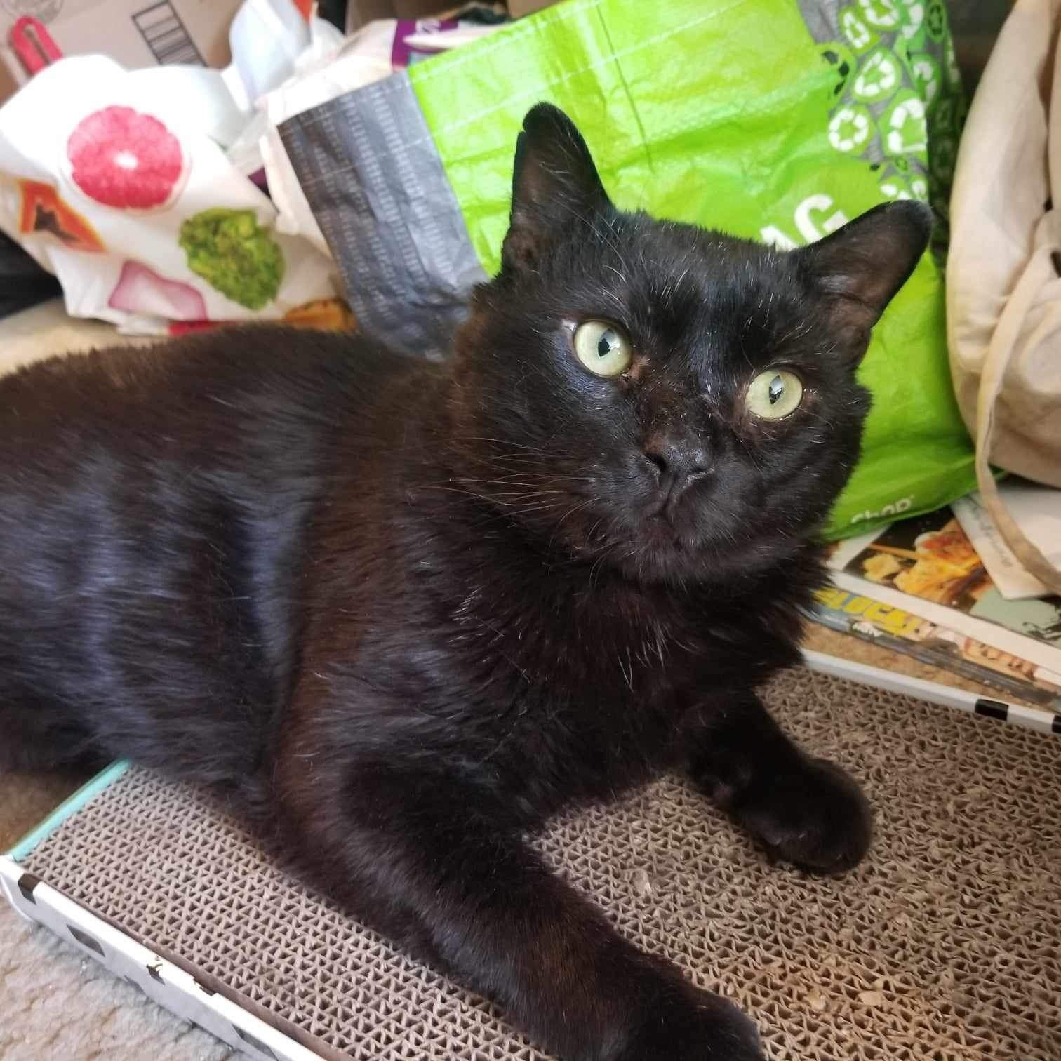 Thomas, a Adoptable Domestic Short Hair in Manchester, CT image 3/5