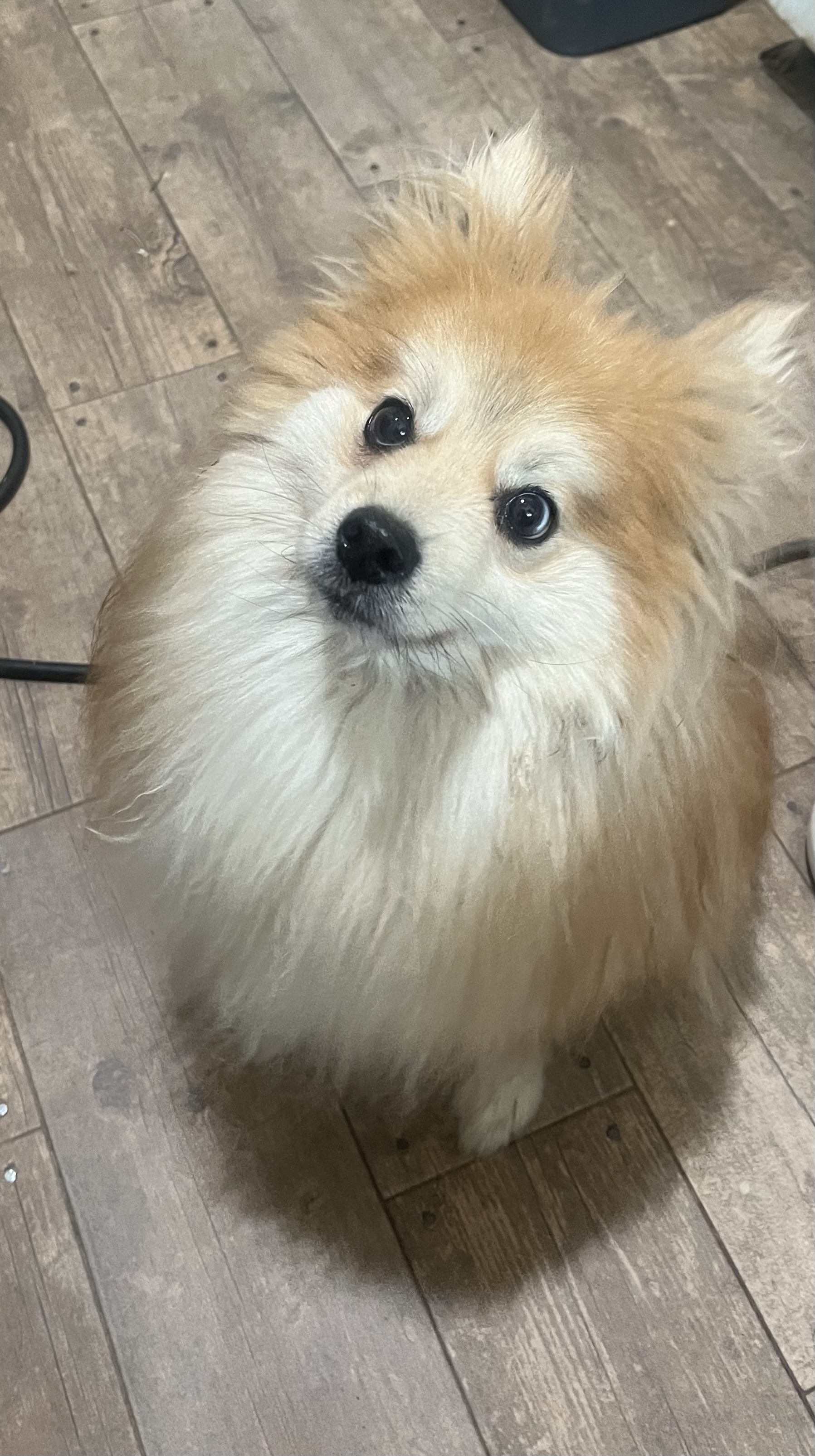 Enlarge Pecan - Long Island, a Adoptable Pomsky in Hampton Bays, NY image 2/3