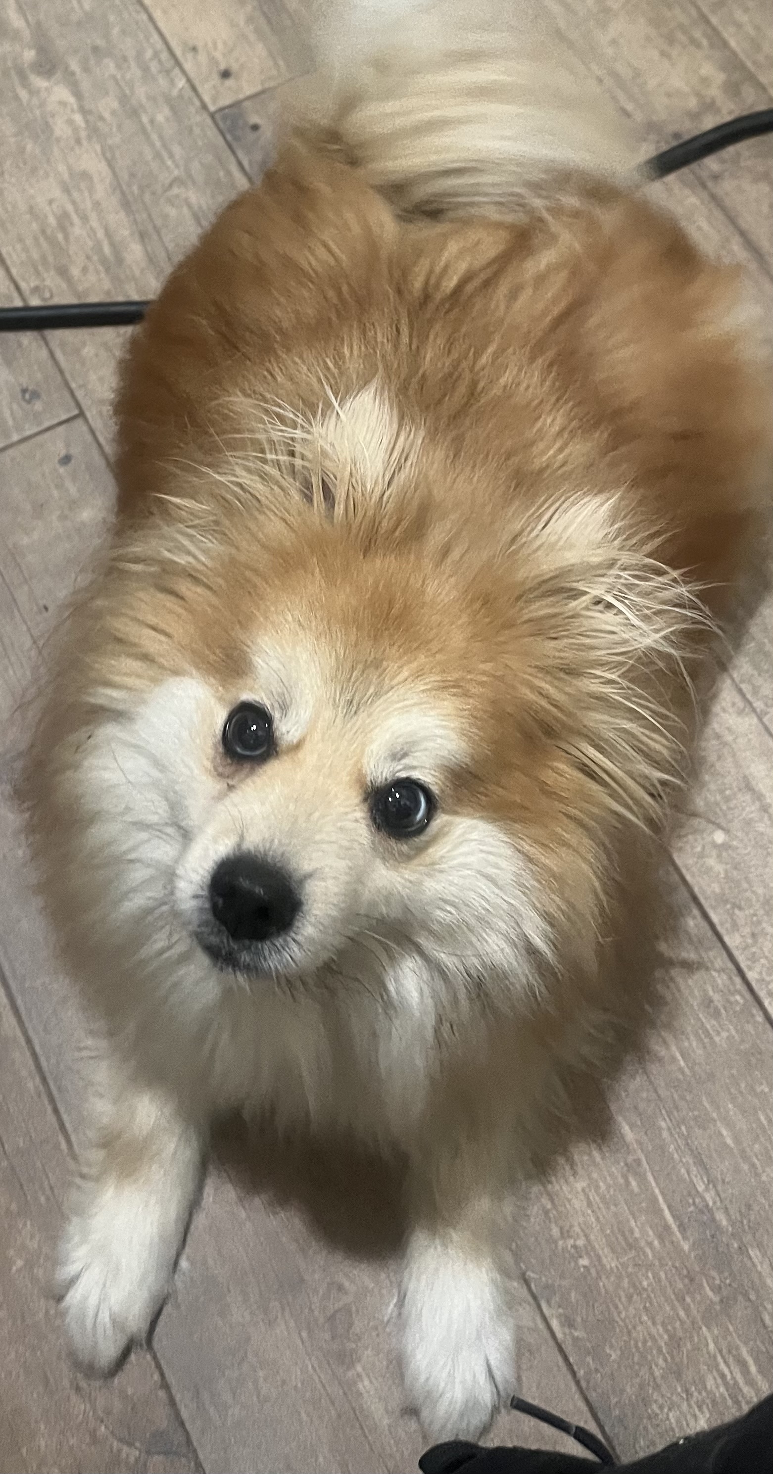 Enlarge Pecan - Long Island, a Adoptable Pomsky in Hampton Bays, NY image 3/3