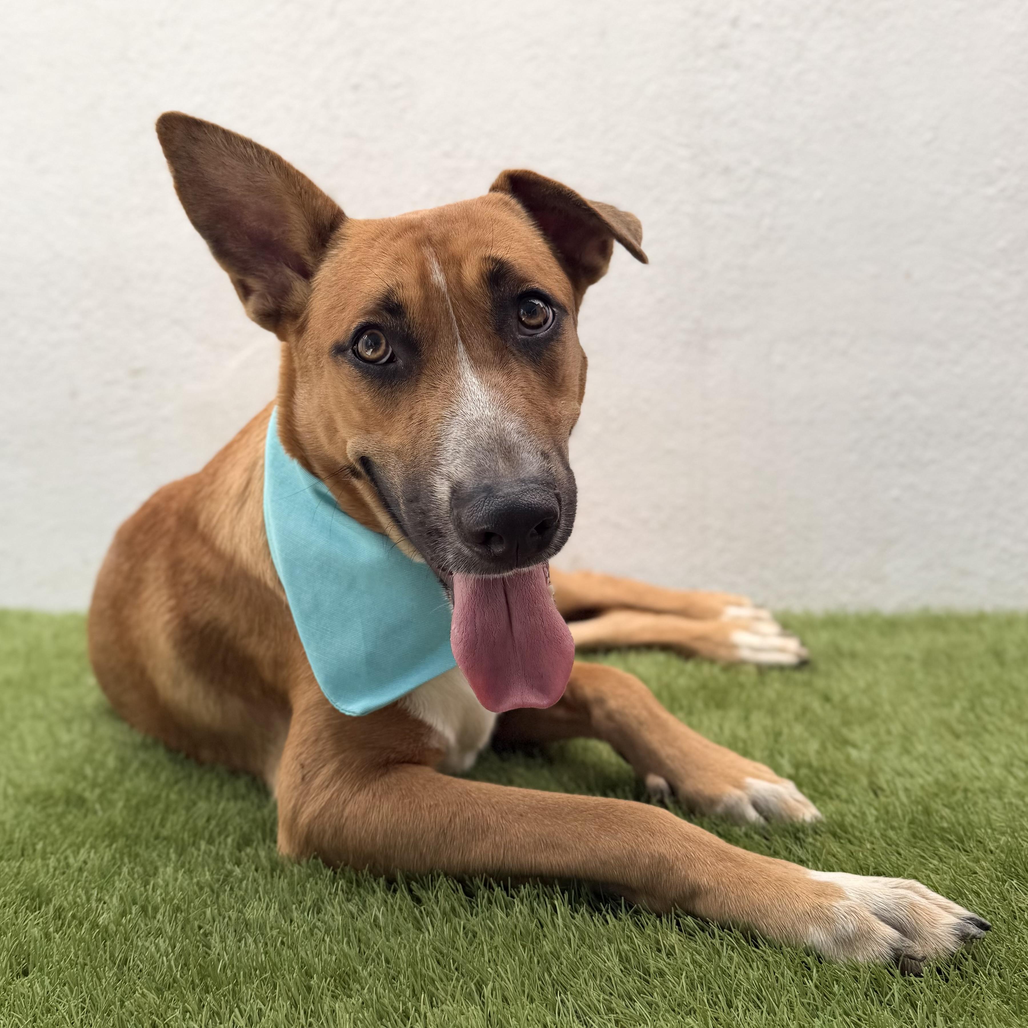 FLORIEL, a Adoptable mixed breed in La Jolla, CA image 3/6