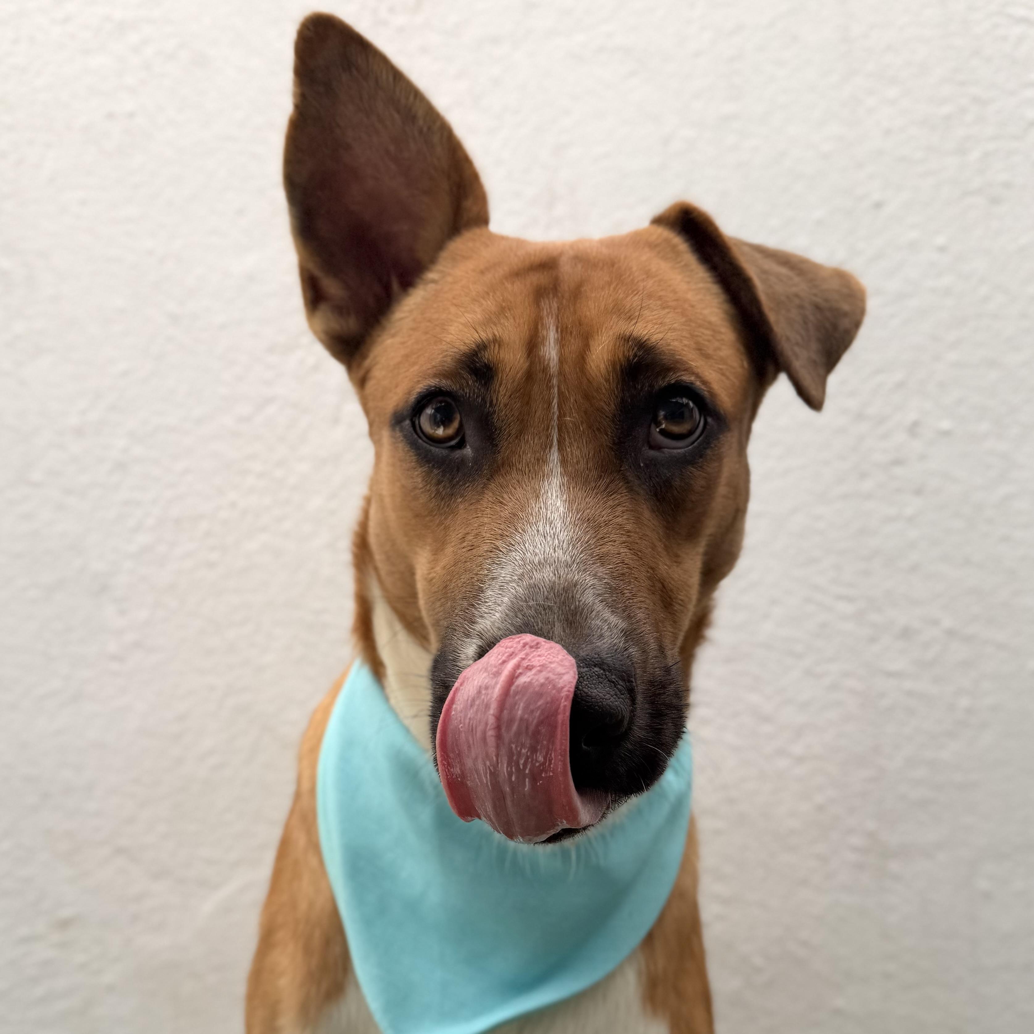 FLORIEL, a Adoptable mixed breed in La Jolla, CA image 2/6
