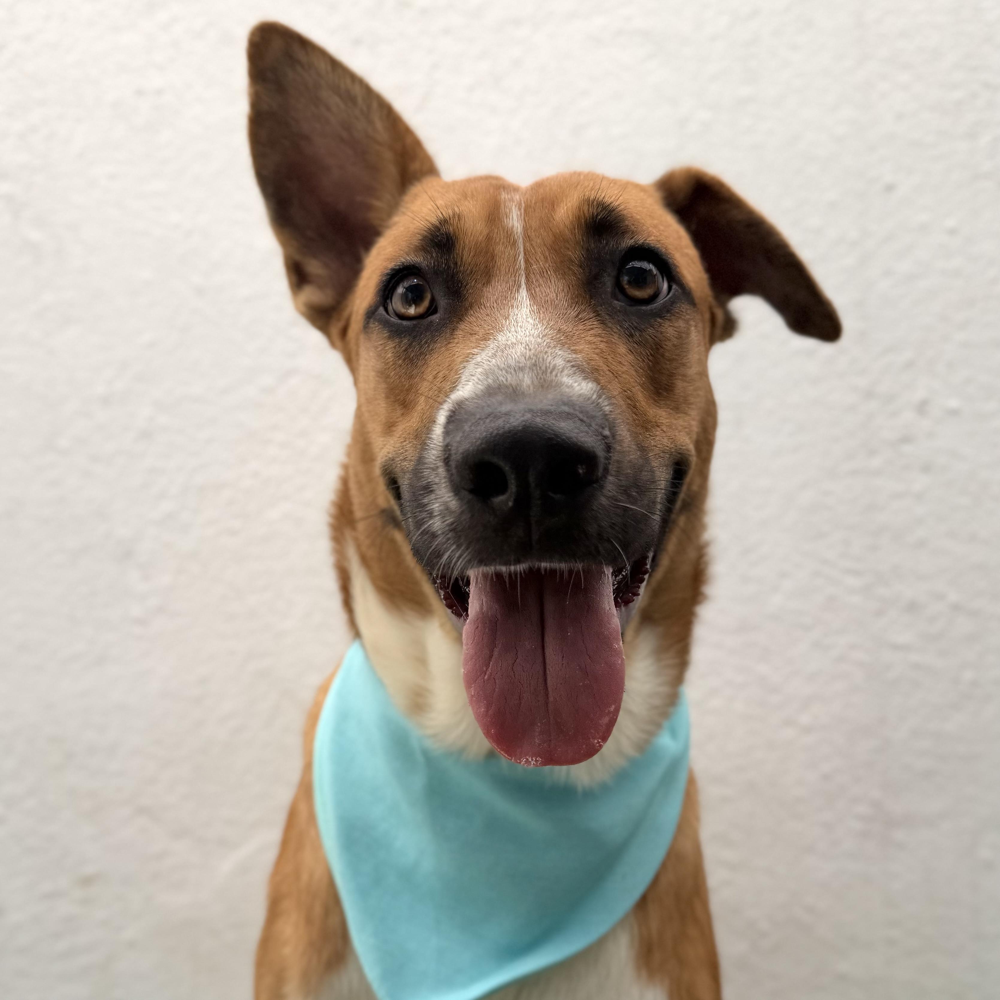 FLORIEL, Adoptable, Puppy Male German Shepherd Dog.