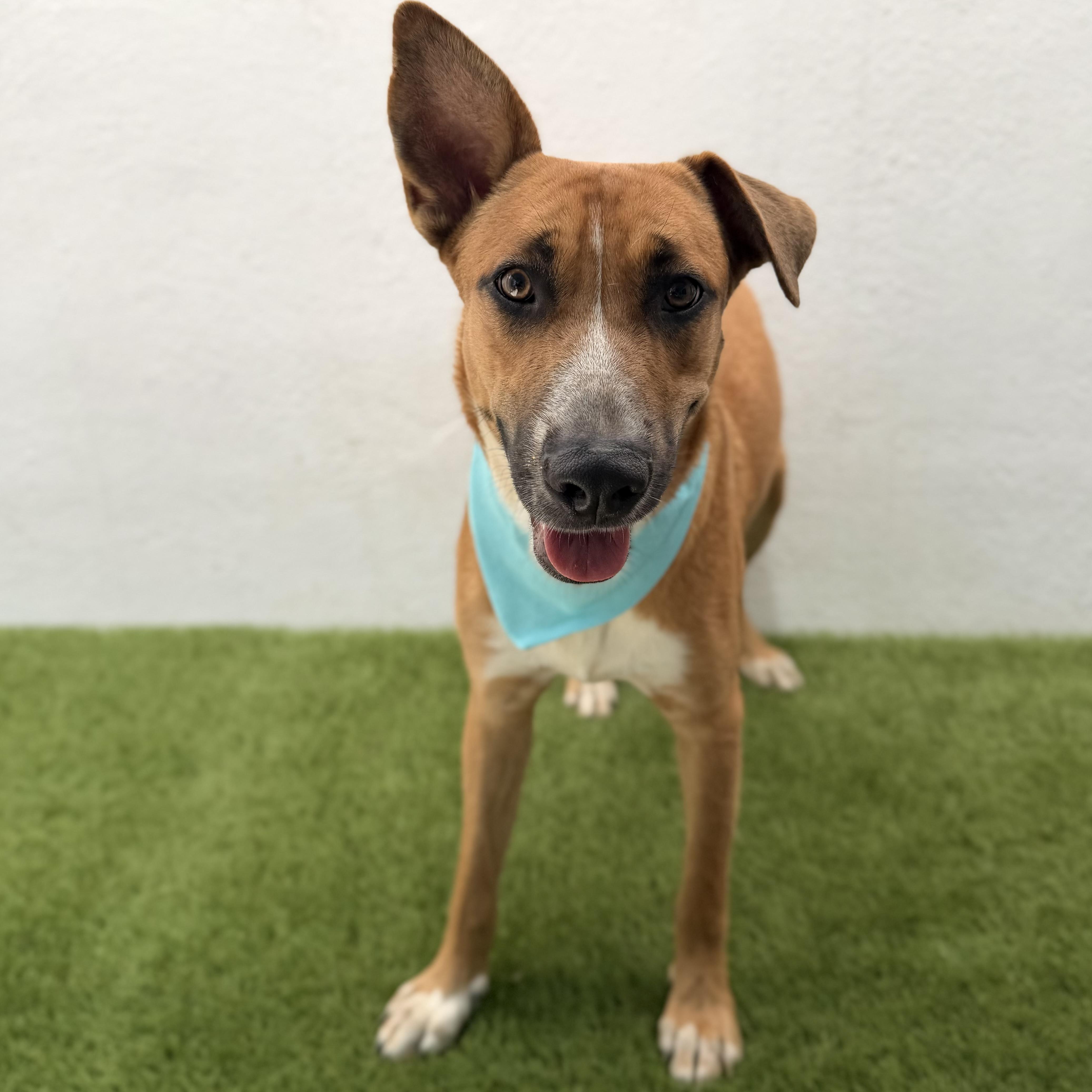 FLORIEL, a Adoptable mixed breed in La Jolla, CA image 5/6