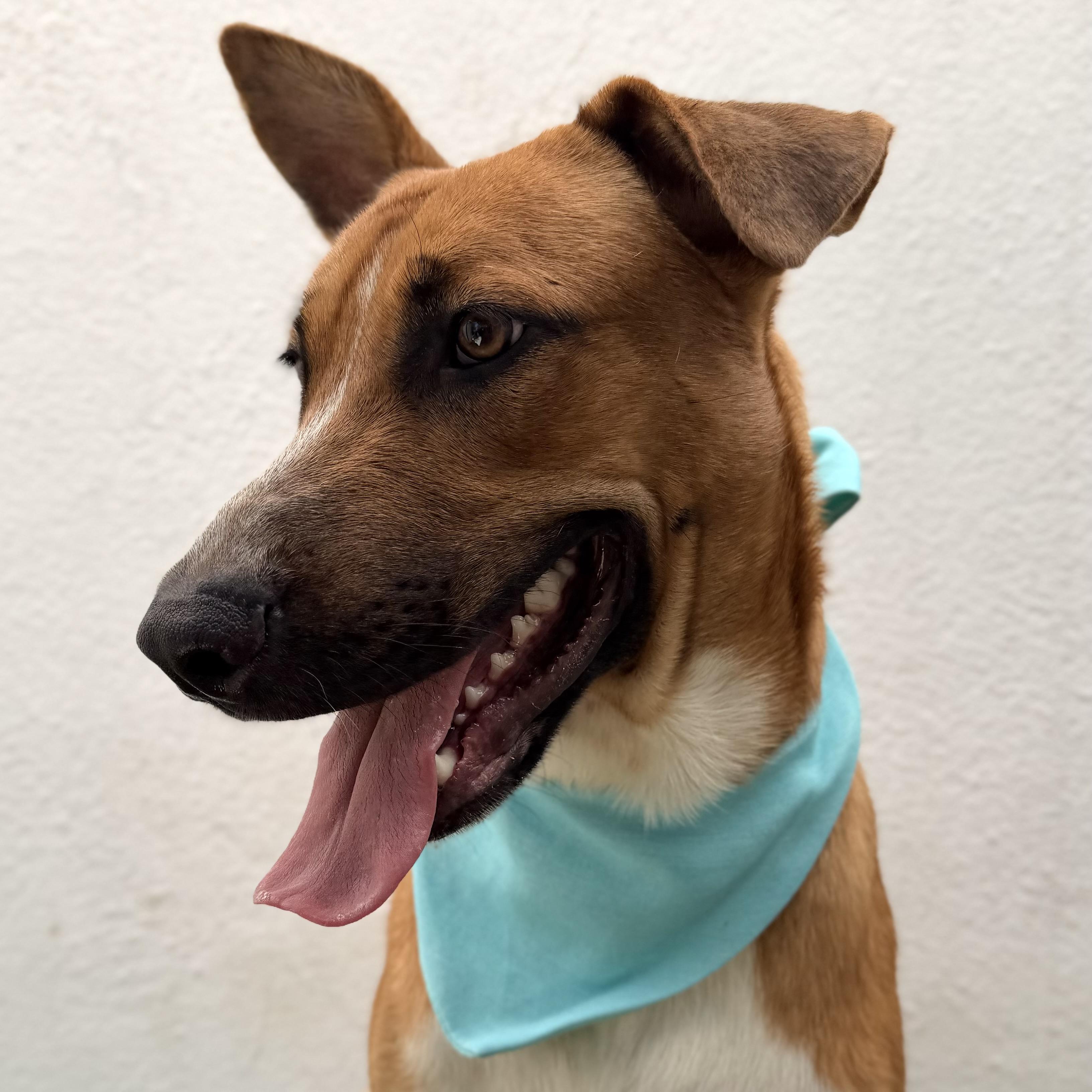FLORIEL, a Adoptable mixed breed in La Jolla, CA image 4/6