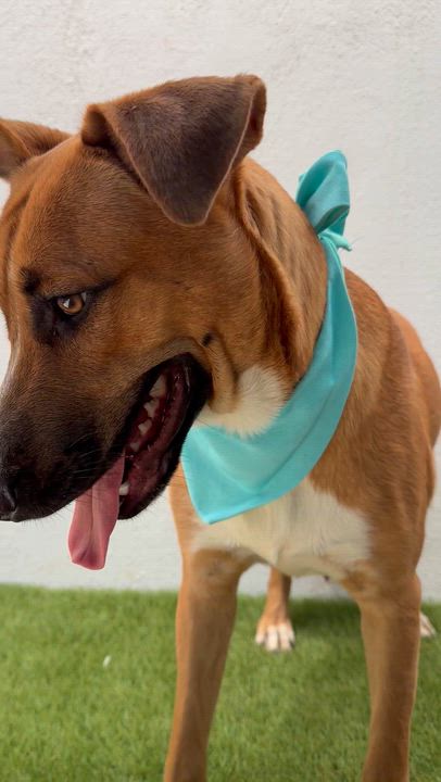 Enlarge FLORIEL, a Adoptable mixed breed in La Jolla, CA video 6/6
