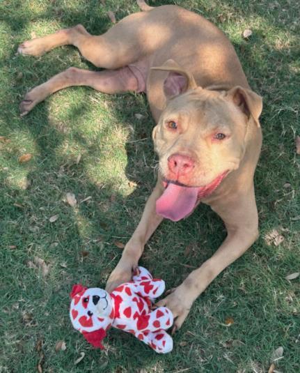 CINNAMON, Adoptable, Adult Female Pit Bull Terrier & Mixed Breed.