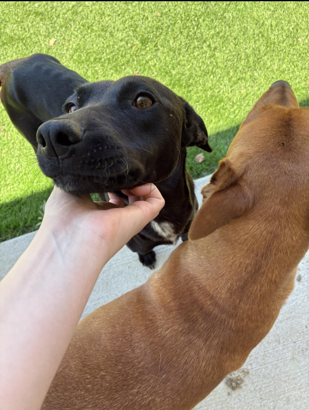 Enlarge Dove & Honey, an adopted Black Labrador Retriever in Allen, TX image 3/3