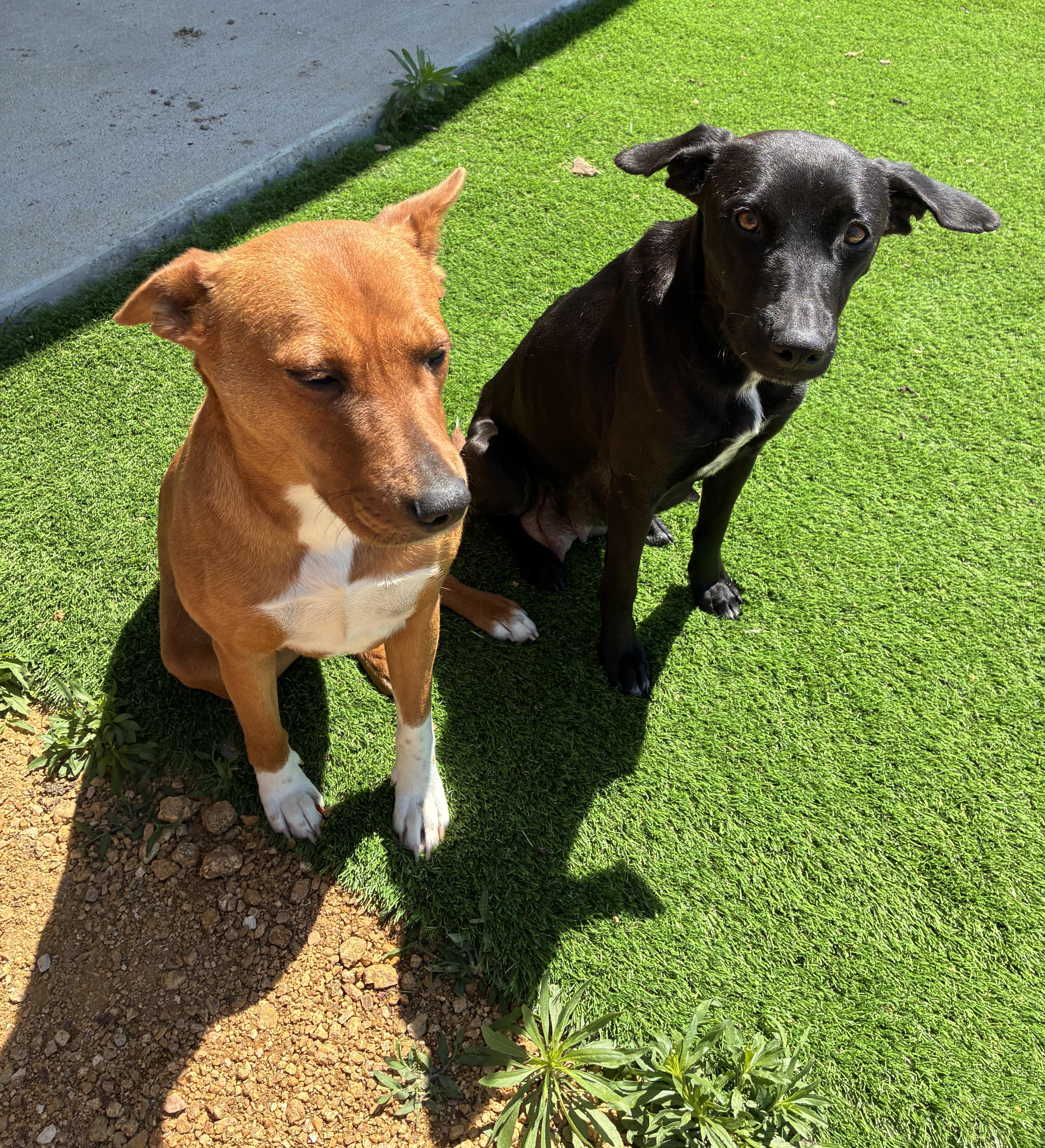 Enlarge Dove & Honey, an adopted Black Labrador Retriever in Allen, TX image 1/3