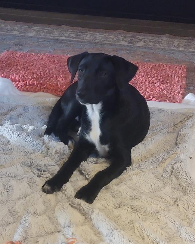 Misha, adoptable, Puppy Female Black Labrador Retriever.