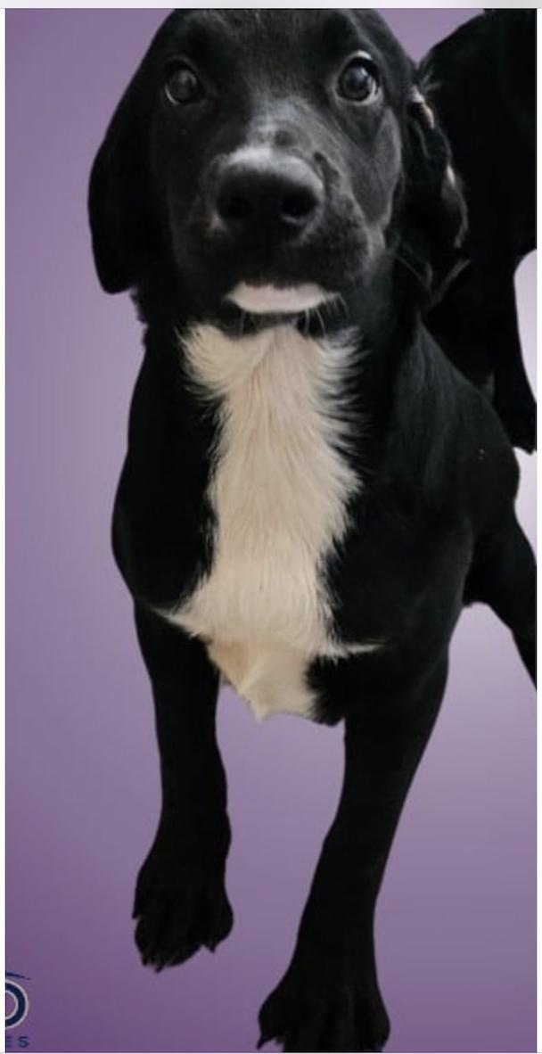 Enlarge Misha, an adoptable mixed breed in Winsted, CT image 2/2