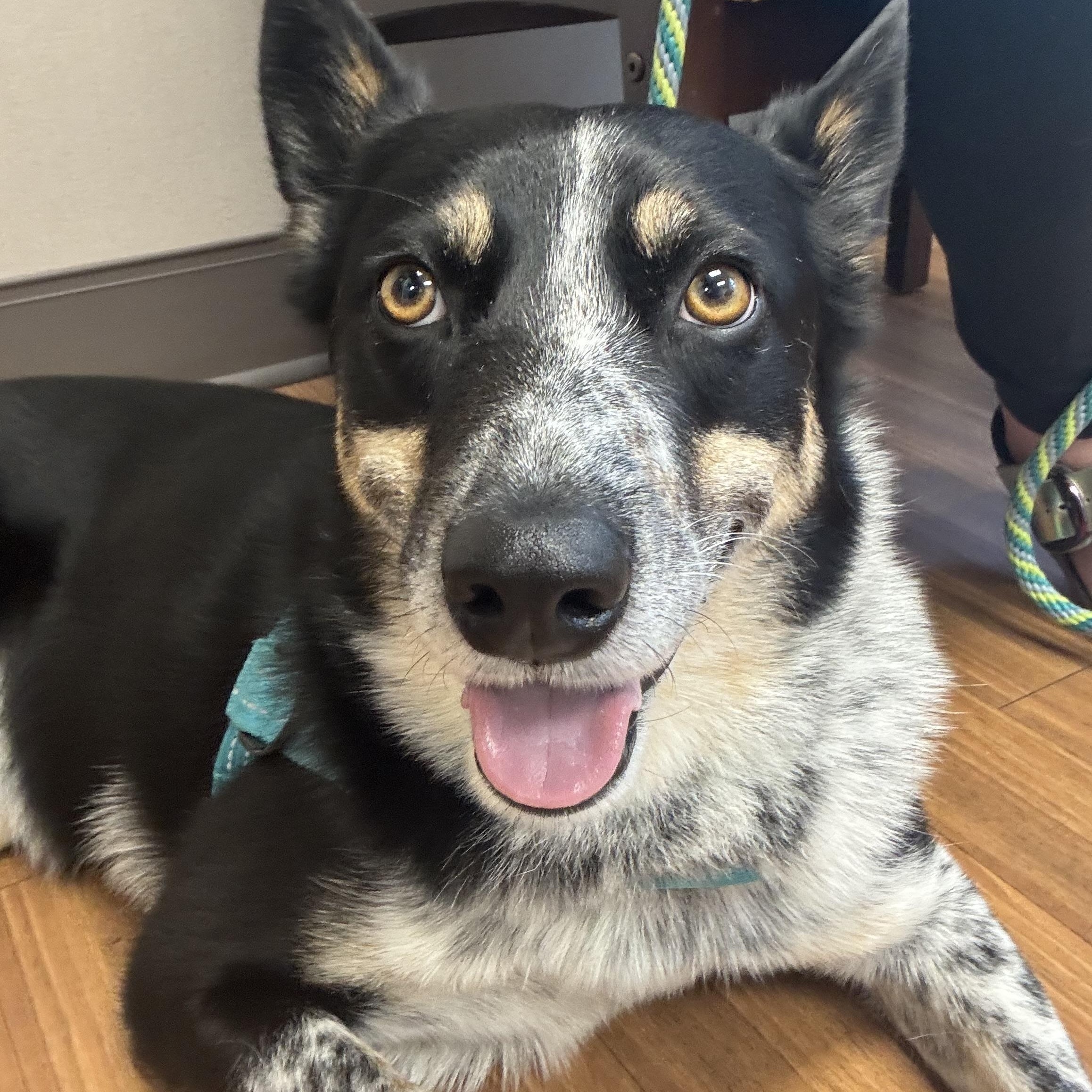 Jet, adopted, Adult Male Cattle Dog & Husky.