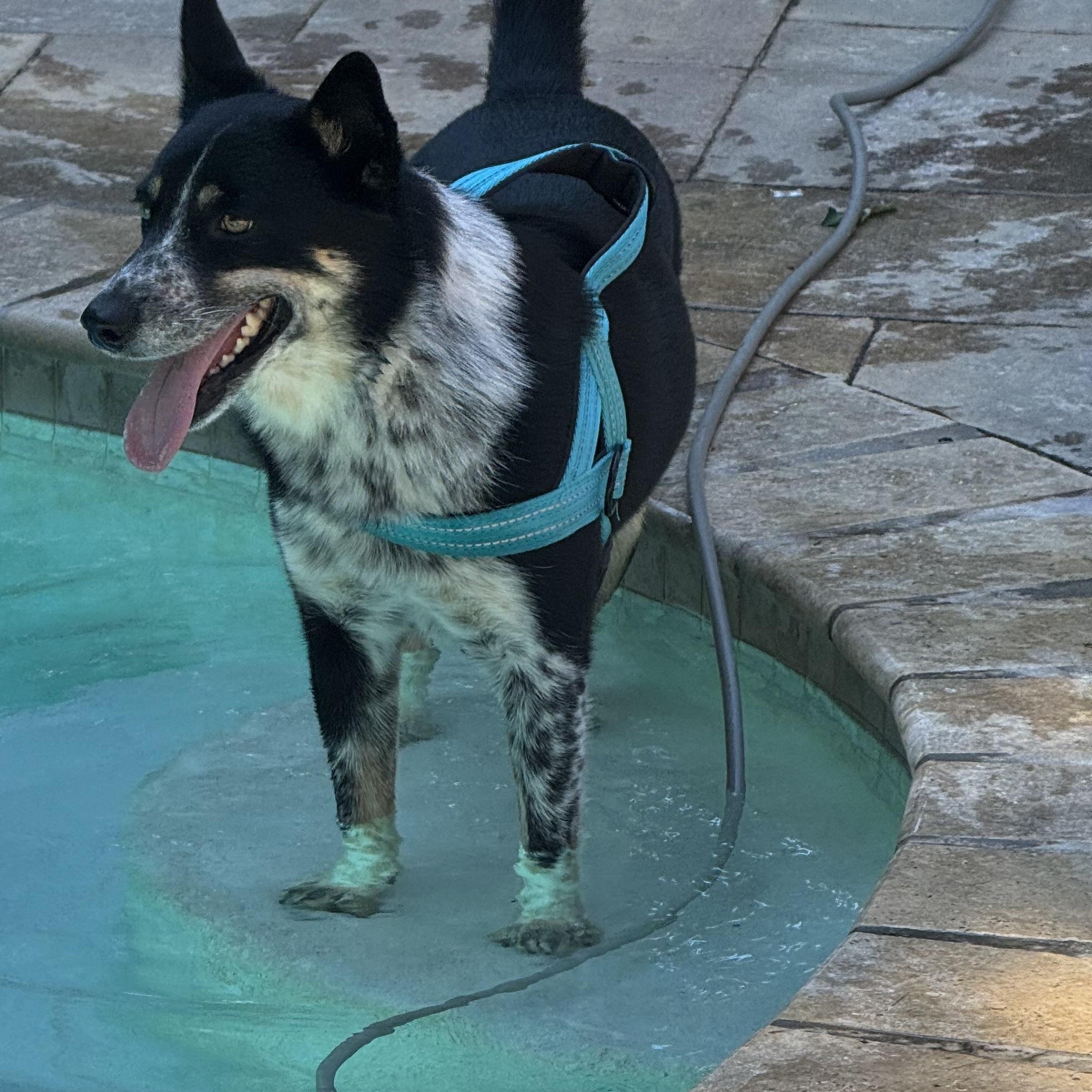 Enlarge Jet, an adopted mixed breed in Chester, SC image 2/4