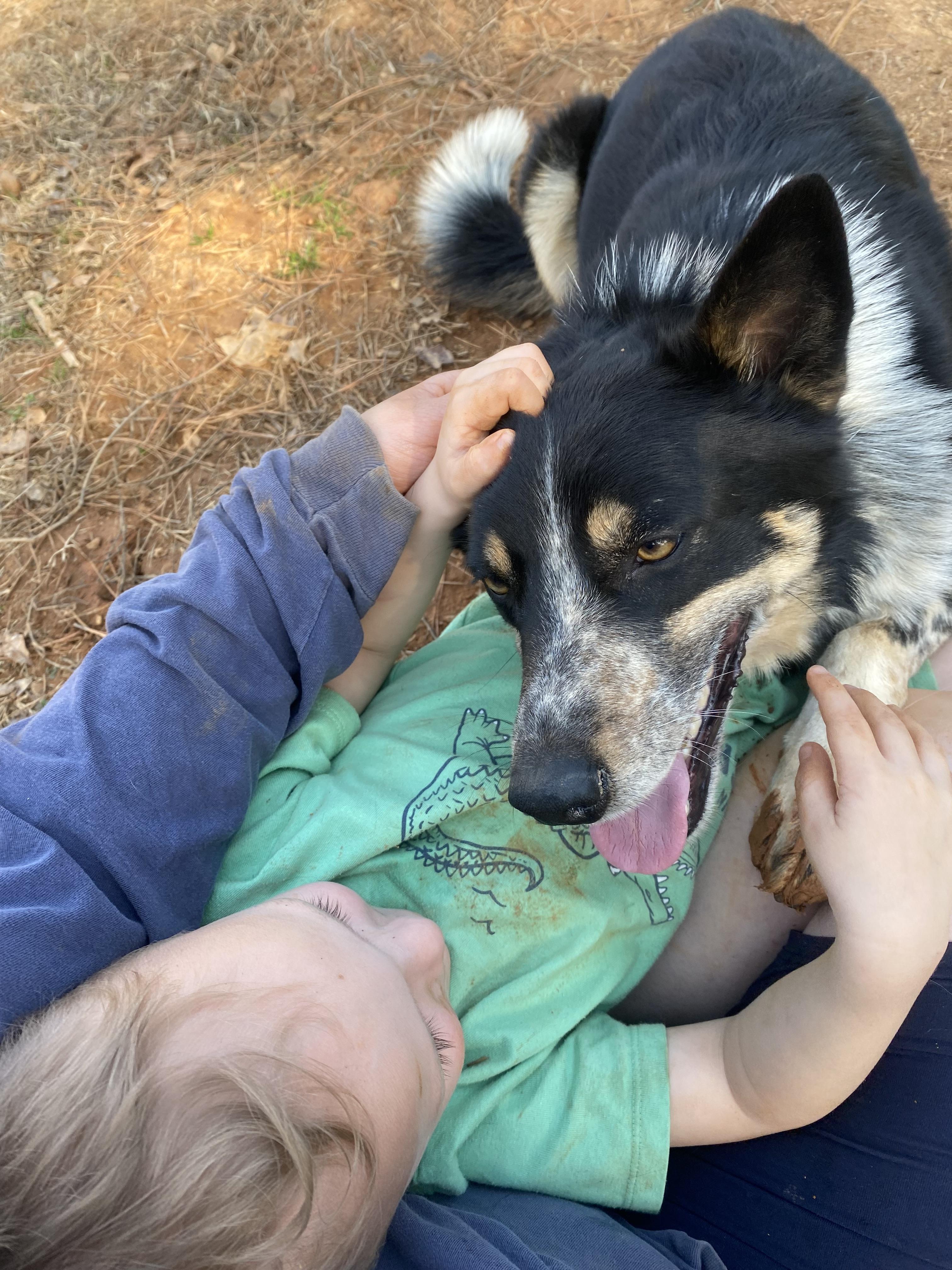 Enlarge Jet, an adopted mixed breed in Chester, SC image 4/4