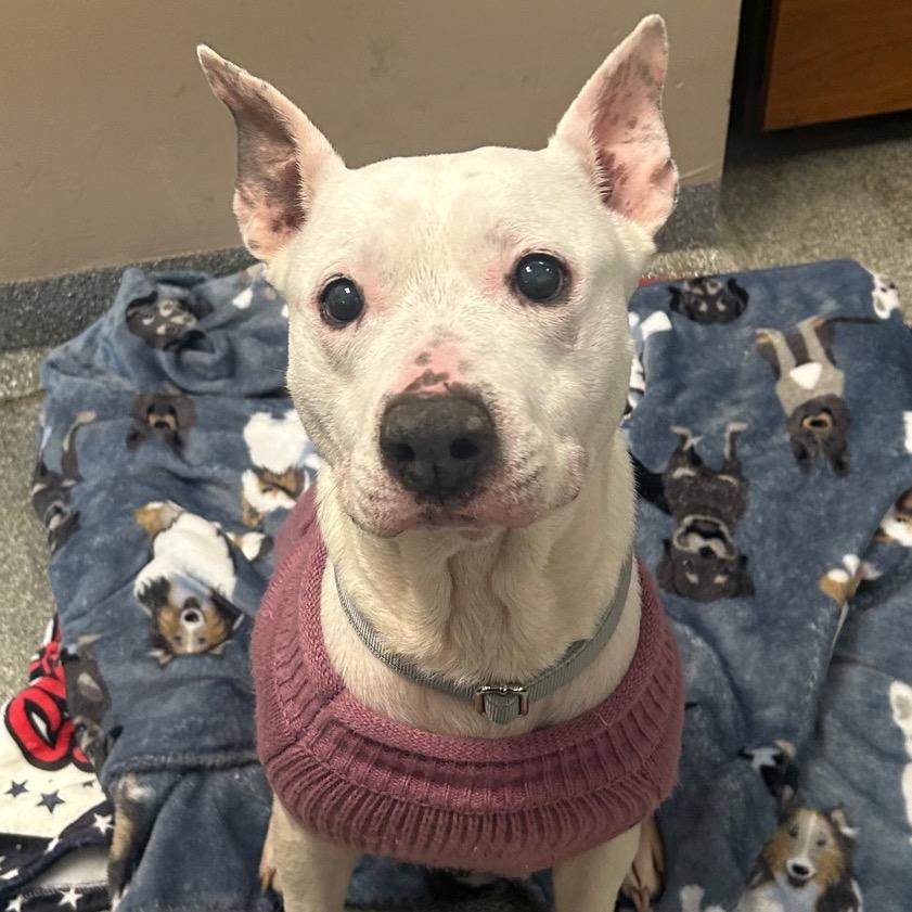 Enlarge Juliet, a Adoptable Mixed Breed in Batavia, OH image 1/1