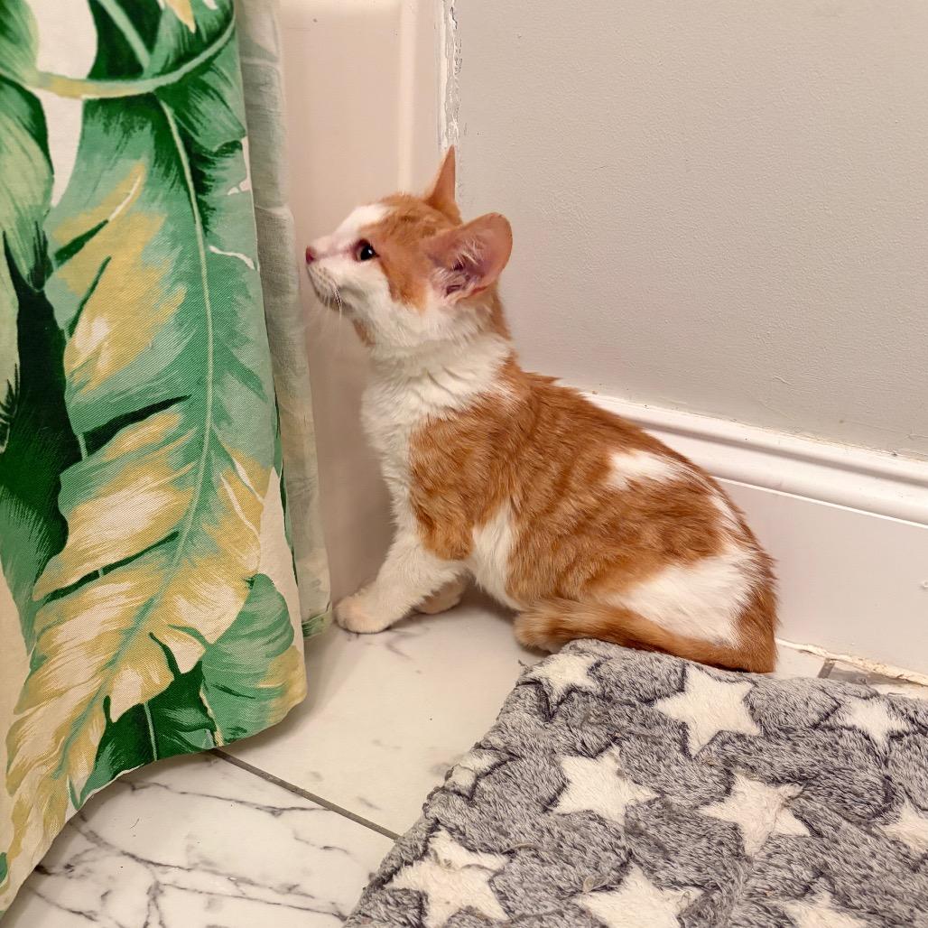 Squirt, ADOPTABLE, Kitten Male Domestic Short Hair.