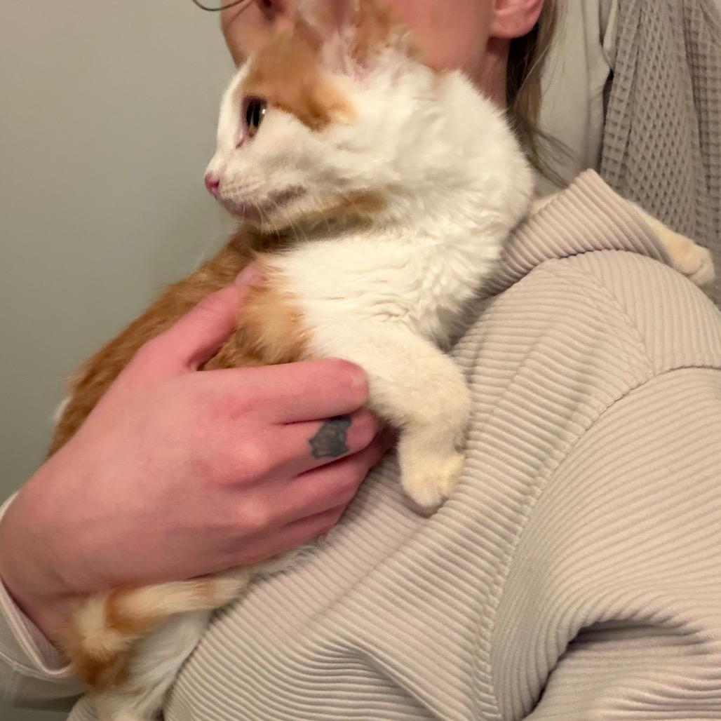 Enlarge Squirt, a ADOPTABLE Domestic Short Hair in Cleveland Heights, OH image 3/3