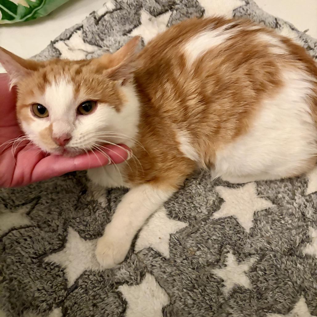 Enlarge Squirt, a ADOPTABLE Domestic Short Hair in Cleveland Heights, OH image 2/3