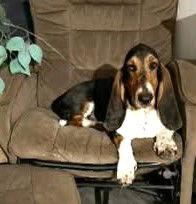 Enlarge MABEL, a Adopted Basset Hound in Mays Landing, NJ image 1/3