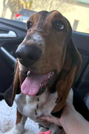 Enlarge MABEL, a Adopted Basset Hound in Mays Landing, NJ image 2/3