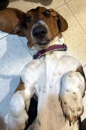 Enlarge MABEL, a Adopted Basset Hound in Mays Landing, NJ image 3/3