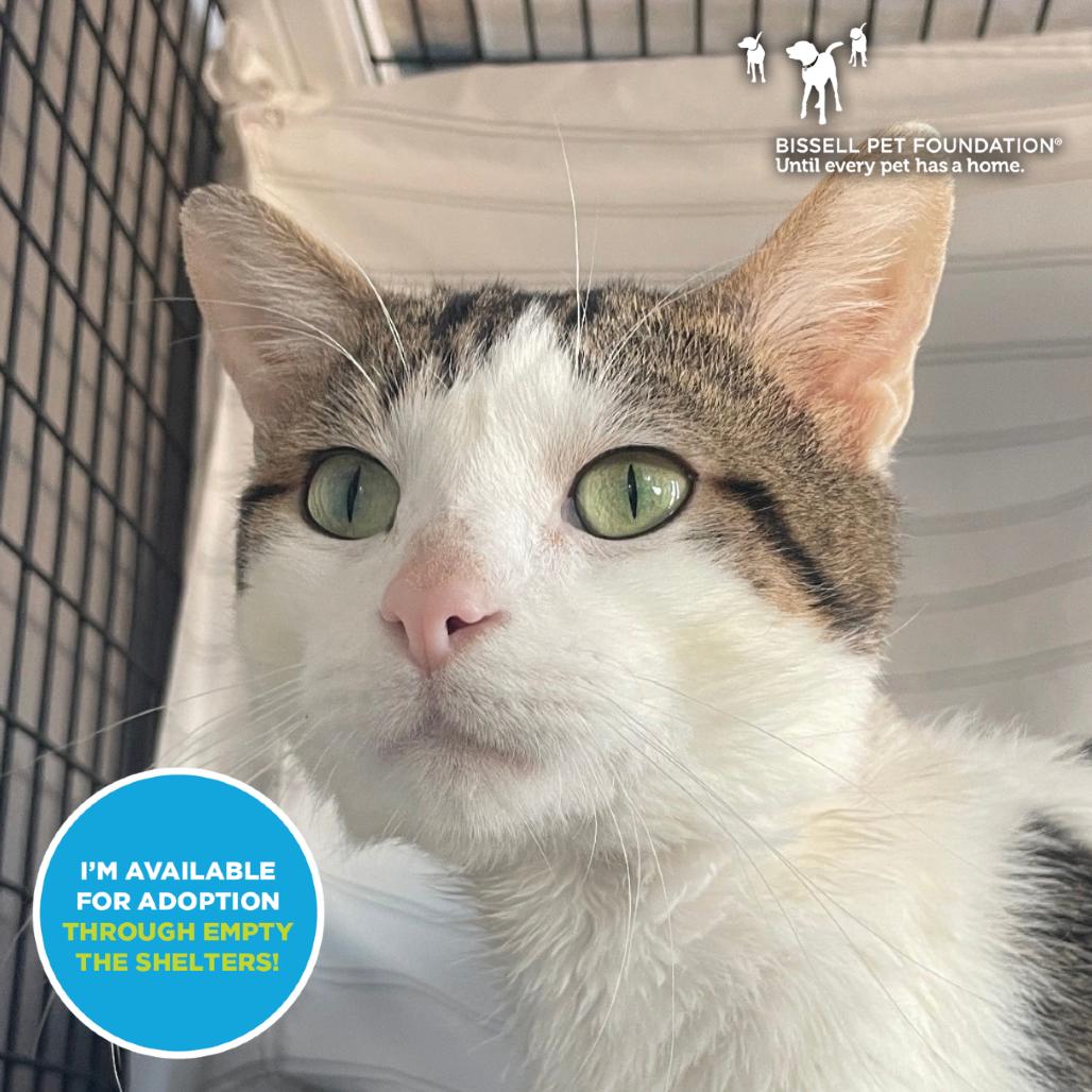 Enlarge Drakenstein, a Adoptable Domestic Short Hair in Chicago, IL image 1/1