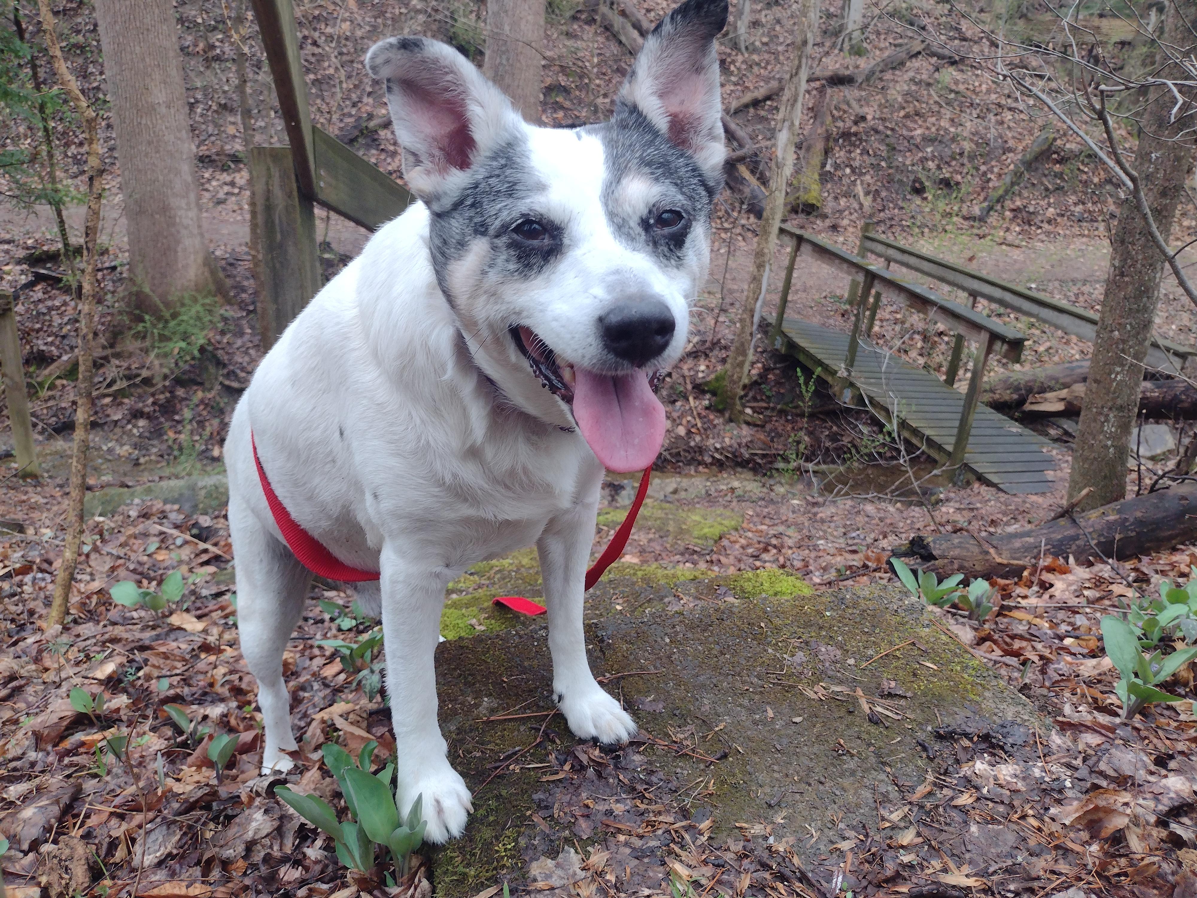 Enlarge Atticus, a Adoptable mixed breed in Liberty, IN image 1/3