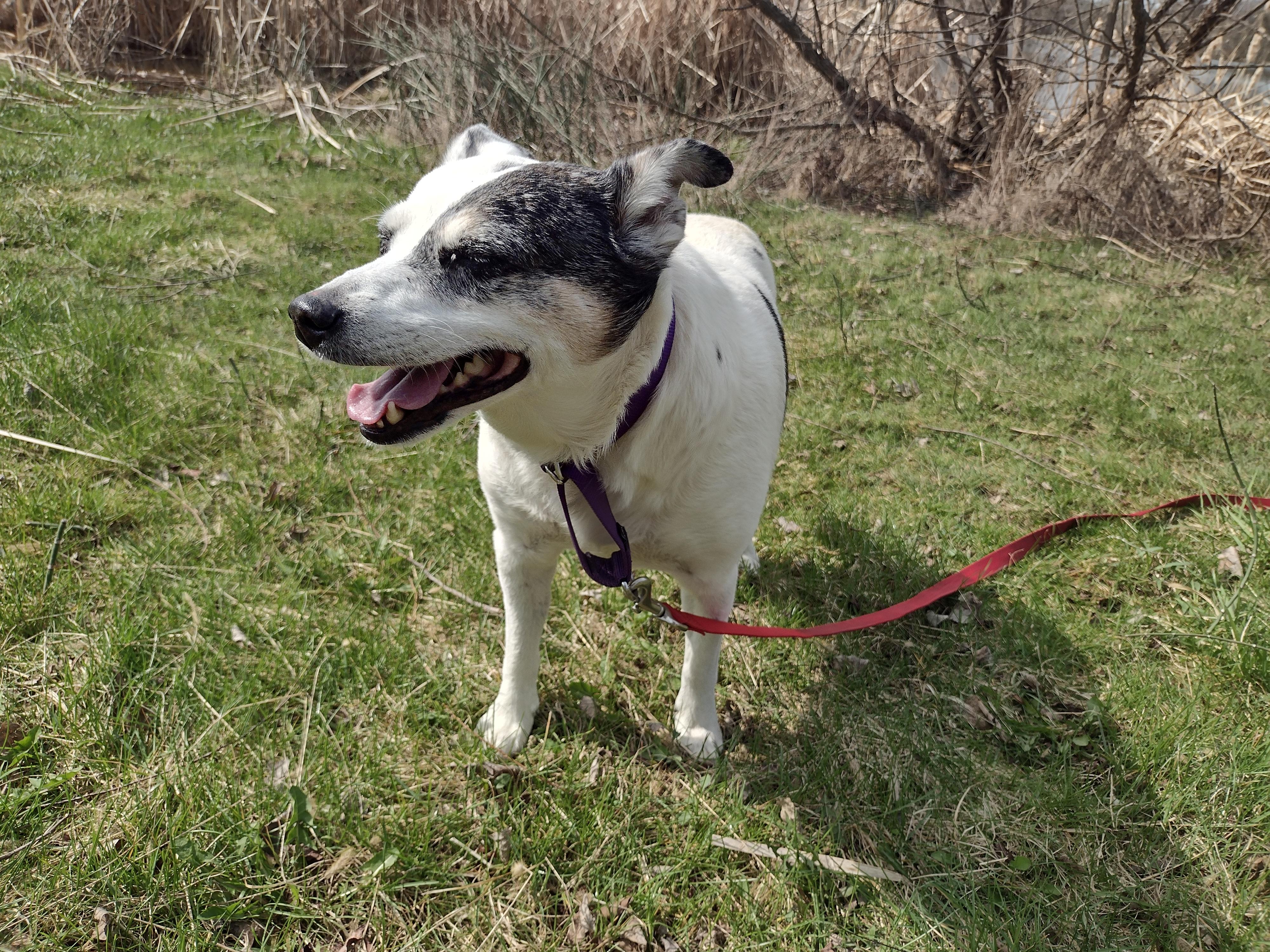 Enlarge Atticus, a Adoptable mixed breed in Liberty, IN image 2/3