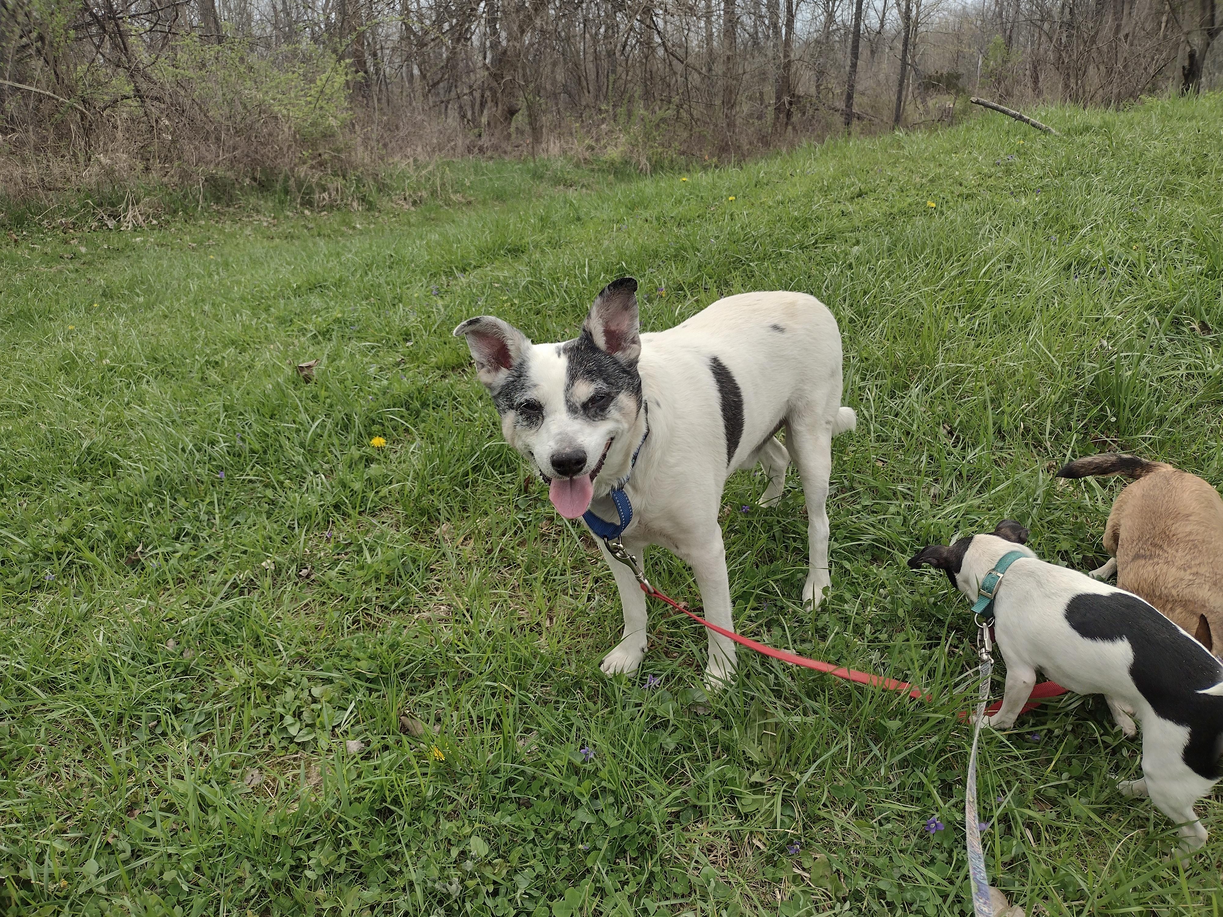 Enlarge Atticus, a Adoptable mixed breed in Liberty, IN image 3/3